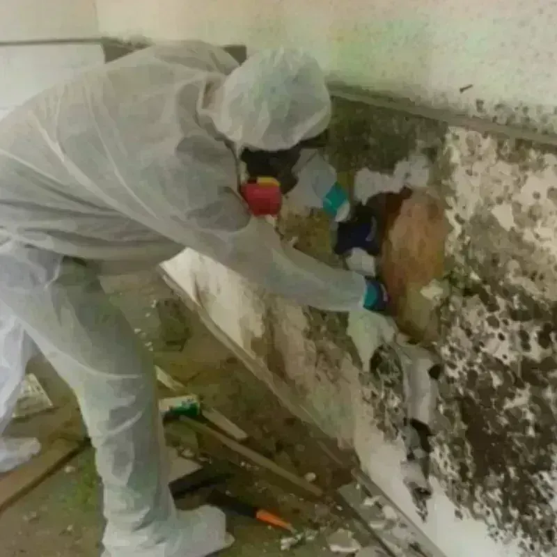 Mold Remediation and Removal in Morro Bay, CA